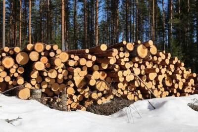 Компания в Карелии пыталась скрыть сделки с древесиной