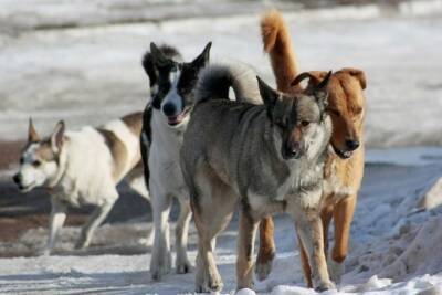 Депутат Госдумы от Забайкалья считает, что бродячих собак нельзя выпускать после стерилизации
