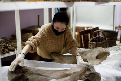 В Глазовском краеведческом музее отобрали фрагменты скелетов древних животных для передвижной выставки «Чепецкий мамонт»