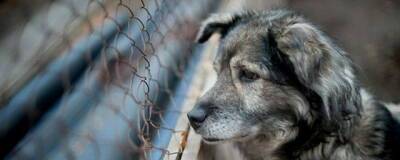 В Заиграевском районе Бурятии бездомные собаки покусали 10-летнего мальчика