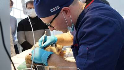 Центр реабилитации животных УрГАУ будет бесплатно стерилизовать любимцев малообеспеченной группы населения