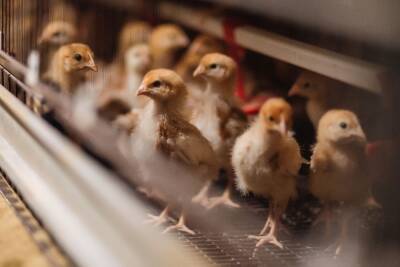 Крупнейшая тюменская птицефабрика начала закупать молодняк после вспышки птичьего гриппа