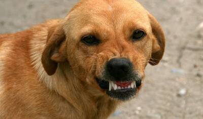 В Челябинской области собака на автостоянке затерроризировала жителей многоэтажки