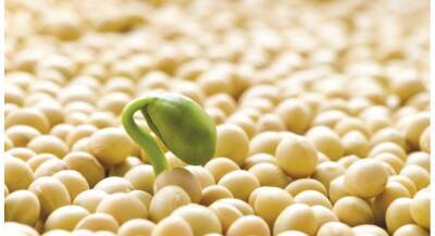 В январе в Тверской области не выявлено семян с ГМО