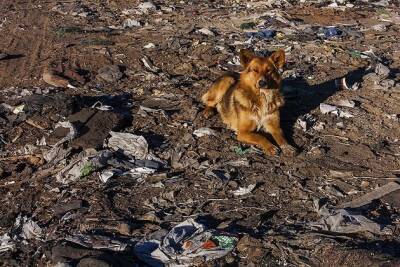 Собаки, мусор и безответственность — депутат возмутилась условиями жизни военных в Борзе - chita.ru - Военный