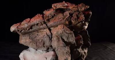 Ученые обнаружили останки древнего крокодила, который съел целого динозавра (фото)