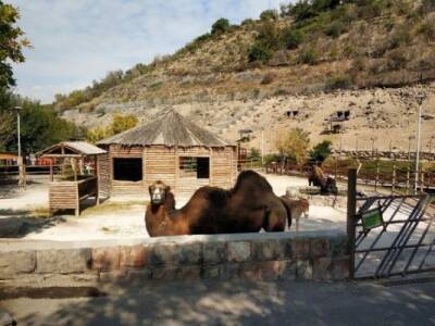 Ереванский зоопарк как зеркало «бархатной революции»: новая потеря зверинца