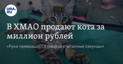 В ХМАО продают кота за миллион рублей. «Руки превращает в мясо за считанные секунды»