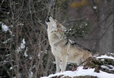 В Ленобласти нашли волка, который утащил кота в Рябово