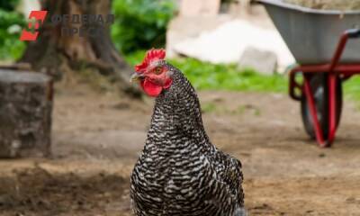 В Тюмени пострадавшее от птичьего гриппа предприятие закупает цыплят