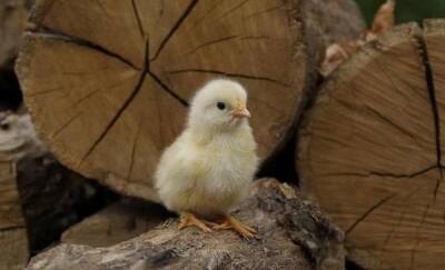 Тюменская птицефабрика для продолжения производства закупает цыплят