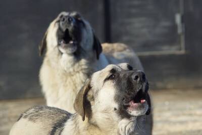 Следователи начали проверку по информации о стае бродячих собак в селе Шопино Белгородского района