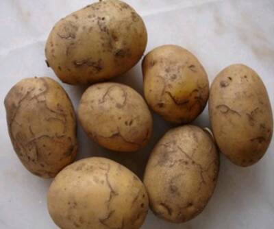В Азербайджане вывели новый сорт картофеля