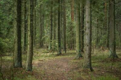 Подготовка плана по лесоустройству станет прозрачнее