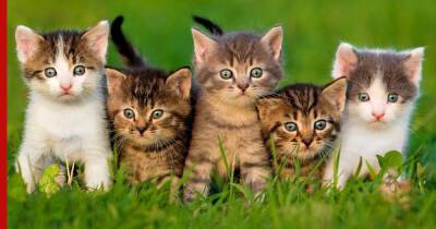 Пушистая загадка: 15 фактов о кошках, которые вы ранее не знали