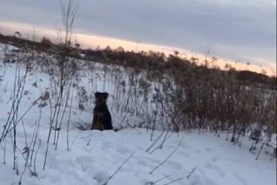 В Тверской области пса вывезли в поле и оставили одного