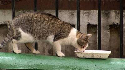 В Москве волонтеры провели перепись бездомных кошек