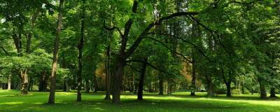 В Иванове на месте пустыря появится карманный парк