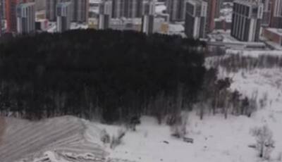 Шуваловский лес превратили в место для складирования грязного снега