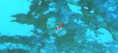 Спутниковые снимки зафиксировали странные огни на севере Карелии (ФОТО)