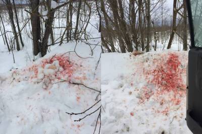 «Остатки шабаша»: жителей района в Тверской области напугали кровавые следы и ошметки на снегу