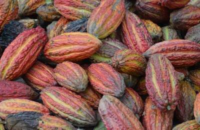 Ученые рассказали об опасности шоколада из-за кадмия в составе какао-бобов