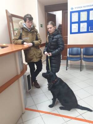 Ульяновские ветеринары сделали прививку лабрадору-поводырю