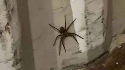 «Очень ядовитый и агрессивный»: в Бремене в товарах, привезенных из Китая, обнаружили экзотического паука
