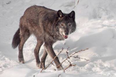 В Новгородской области отстрелили около полусотни волков