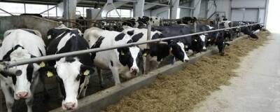 Два инвестора передумали строить молочные комплексы в Ростовской области
