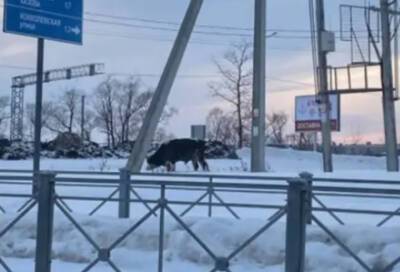 Рядом с шоссе под Шушарами второй день бродит одинокий бык