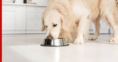 Еда не для собак: 3 продукта, опасных для питомца
