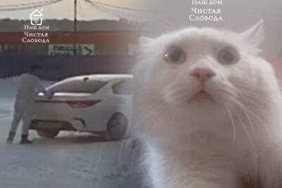 Выброшенный из машины белый кот нашел новых хозяев в Новосибирске