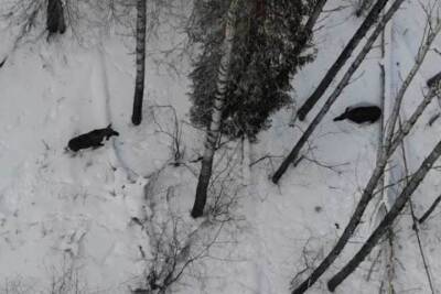 Трапезу сохатых на Таганае сняли на видео с высоты птичьего полета - chel.mk.ru