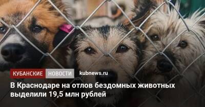 В Краснодаре на отлов бездомных животных выделили 19,5 млн рублей