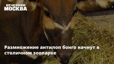 Светлана Акулова - Размножение антилоп бонго начнут в столичном зоопарке - vm.ru - Москва - Германия - Москва