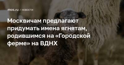 Москвичам предлагают придумать имена ягнятам, родившимся на «Городской ферме» на ВДНХ