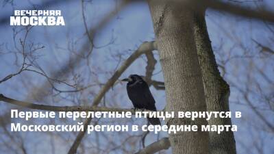 Первые перелетные птицы вернутся в Московский регион в середине марта