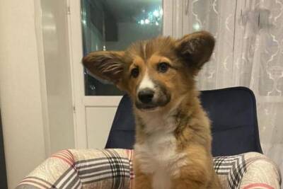 Воронежская семья приютила «щенка из маршруток» и рассказывает в Instagram о его жизни