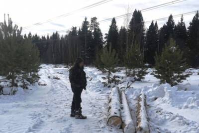 Житель Тверской области незаконно вырубил лес почти на 1,5 миллиона рублей