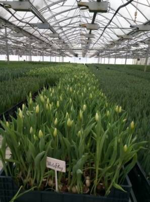 Более 550 тысяч тюльпанов выращивают в Вологде к 8 марта