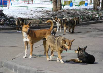 Стая собак напала на школьницу под Челябинском