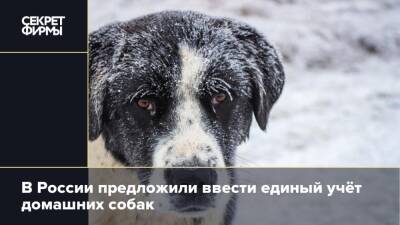В России предложили ввести единый учёт домашних собак
