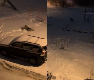Разодрал живого: дикий волк нападает на жертв во дворе многоэтажки