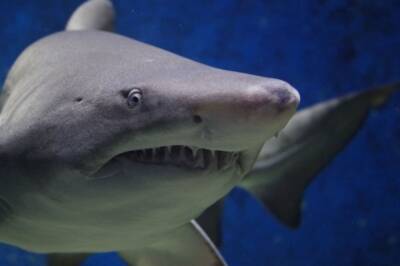 Мужчина погиб в результате нападения акулы в Сиднее
