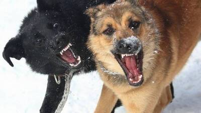 В Новосибирской области проводят проверку из-за нападения бродячих собак на людей