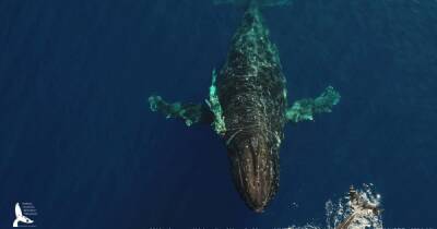 На Гавайях океанологи освободили кита, намотавшего на себя 150-метровую веревку (видео)