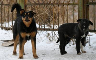 Бродячих собак в Петербурге стало меньше в 10 раз за 15 лет