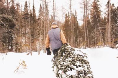 Полтысячи рождественских деревьев принесли мурманчанину не праздник, а штраф