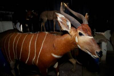 В Московский зоопарк привезли самца для антилопы бонго